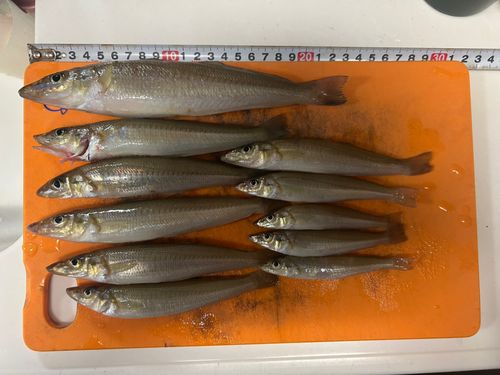 キスの釣果