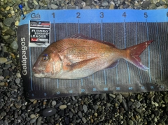 タイの釣果