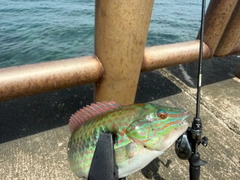 ベラの釣果
