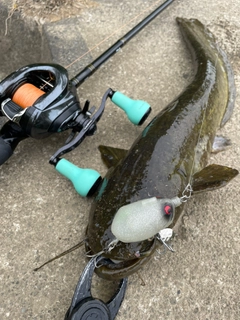 ナマズの釣果