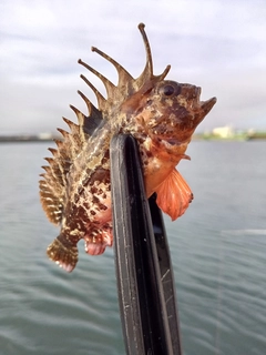 ハオコゼの釣果