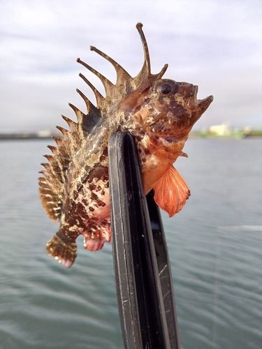 ハオコゼの釣果