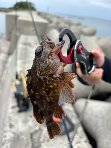 カサゴの釣果