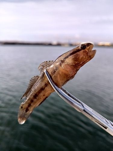 アカオビシマハゼの釣果