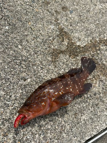 キジハタの釣果