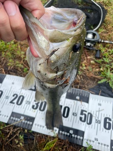 ブラックバスの釣果