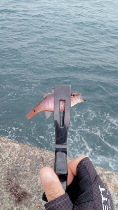 ネンブツダイの釣果