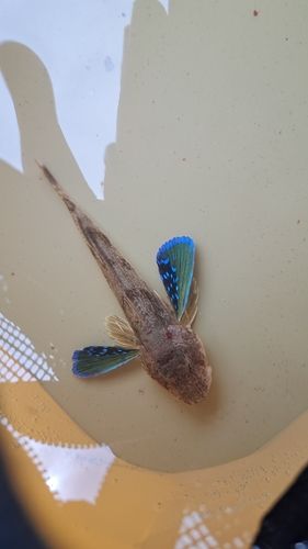 ホウボウの釣果