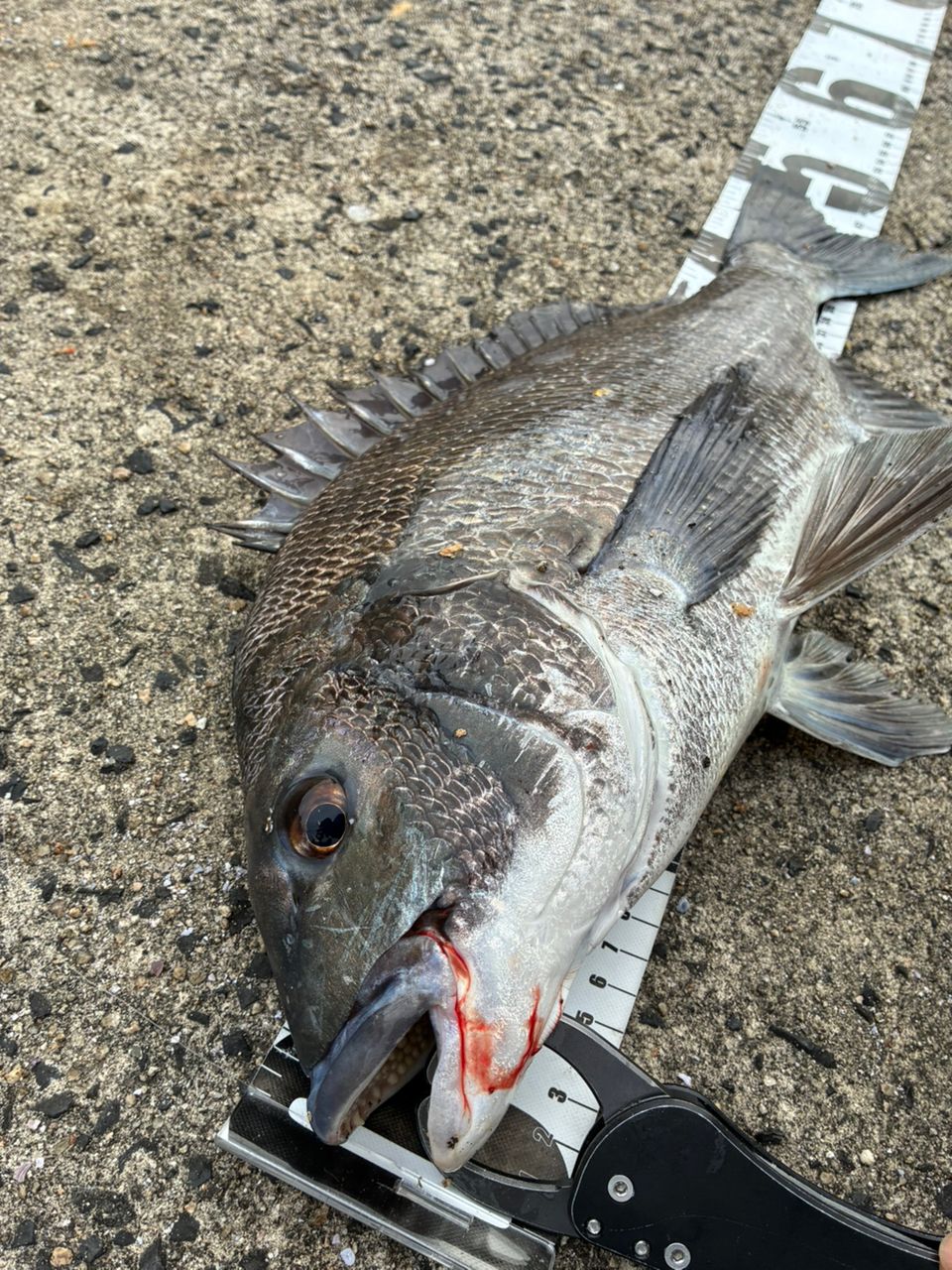 DAIWA 19シルバーウルフ エア AGS 76ML-S-4の最安値・インプレ・釣果