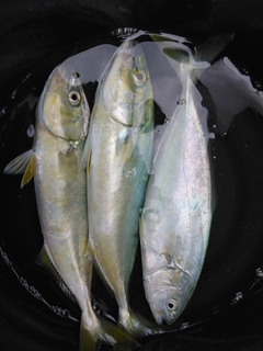 ワカシの釣果
