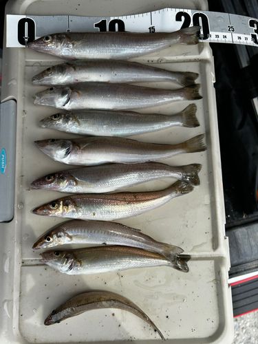 シロギスの釣果