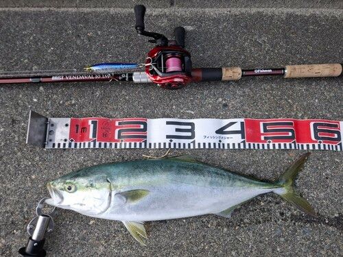 イナダの釣果