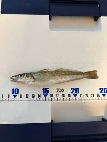 シロギスの釣果