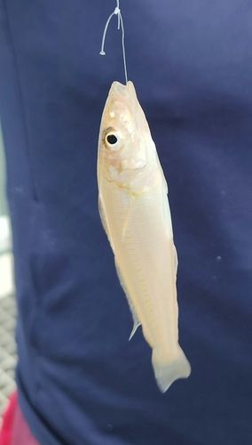 シロギスの釣果