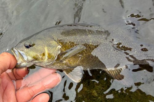 スモールマウスバスの釣果