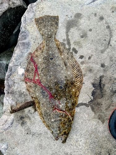 ヒラメの釣果