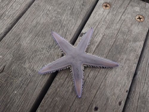 アカエイの釣果