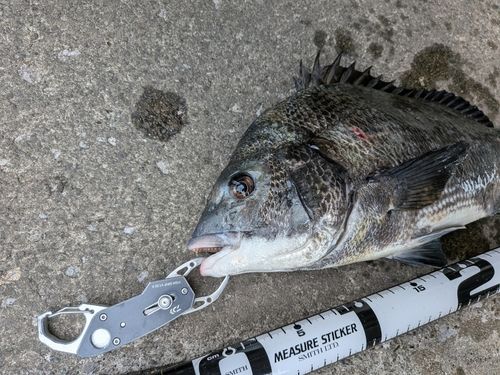 クロダイの釣果