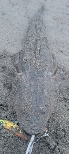 マゴチの釣果