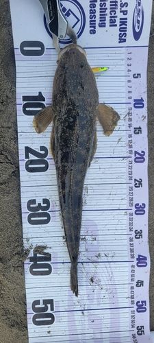 マゴチの釣果