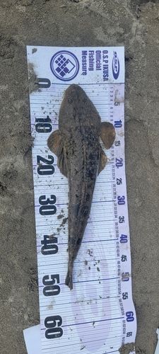 マゴチの釣果