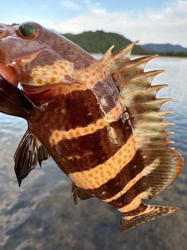 アオハタの釣果