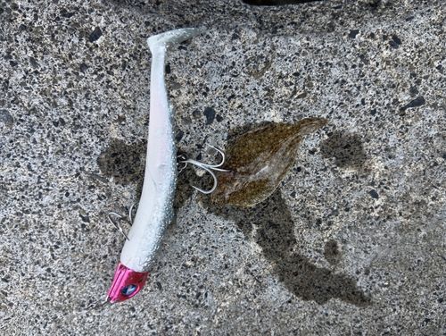 ヒラメの釣果