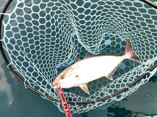 ショゴの釣果