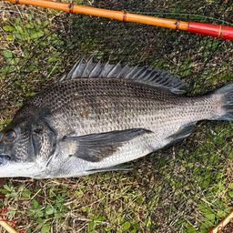 アングラー05385736 さんの 2026年05月27日のクロダイの釣り・釣果情報