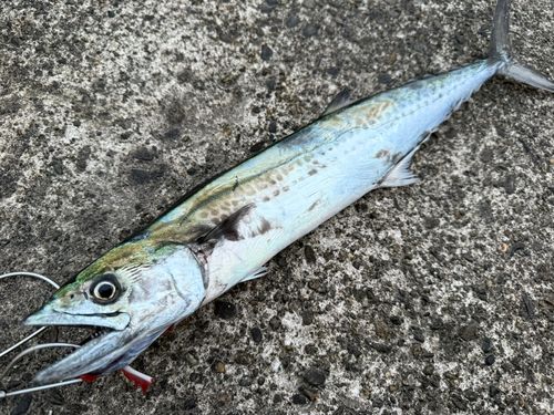 サゴシの釣果