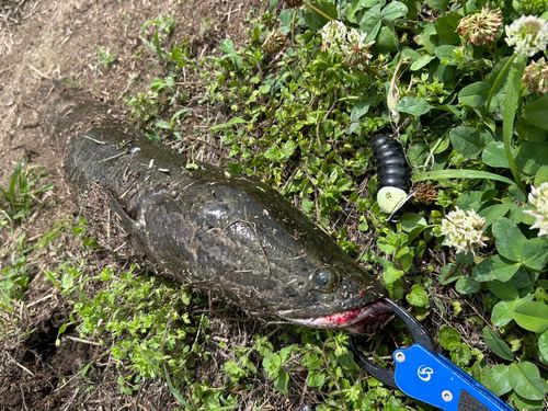 ライギョの釣果