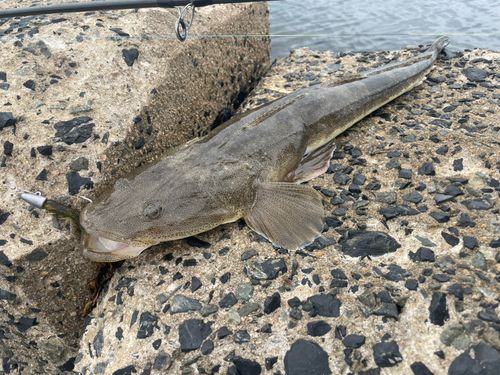 マゴチの釣果