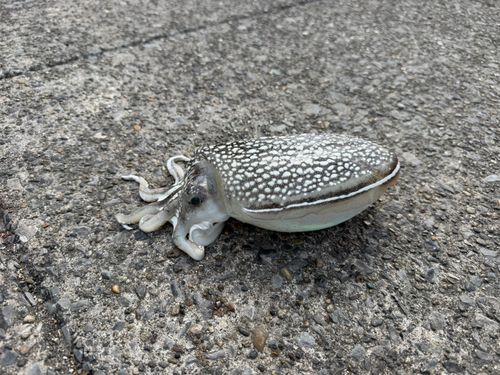 シリヤケイカの釣果