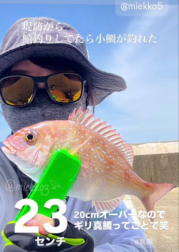 マダイの釣果