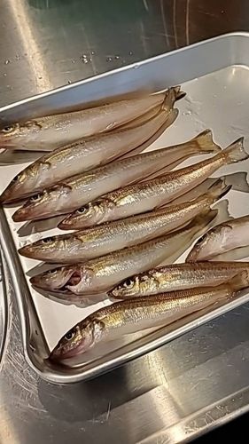 キスの釣果