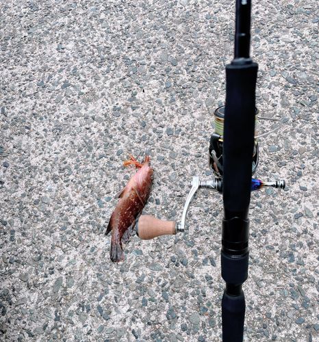 アコウの釣果