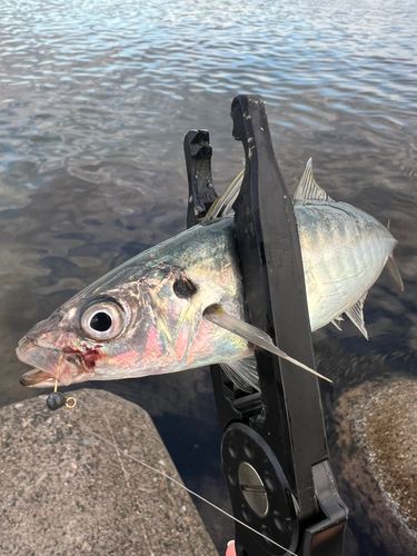 ムロアジの釣果