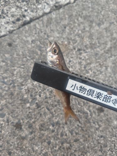 ムツの釣果
