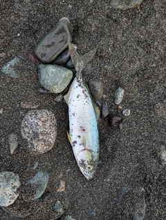 ワカシの釣果