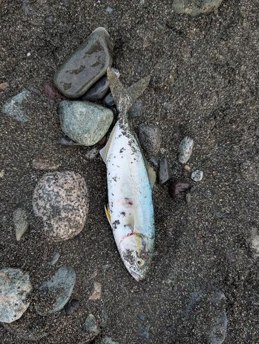 ワカシの釣果