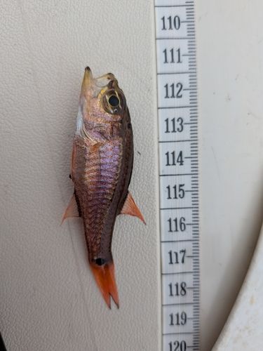ネンブツダイの釣果