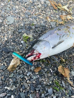 サクラマスの釣果