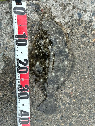 ヒラメの釣果