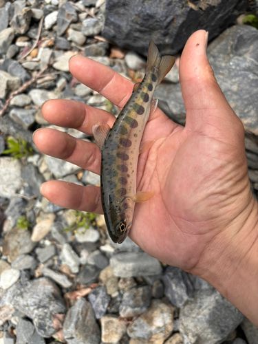 ヤマメの釣果
