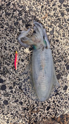 アオリイカの釣果