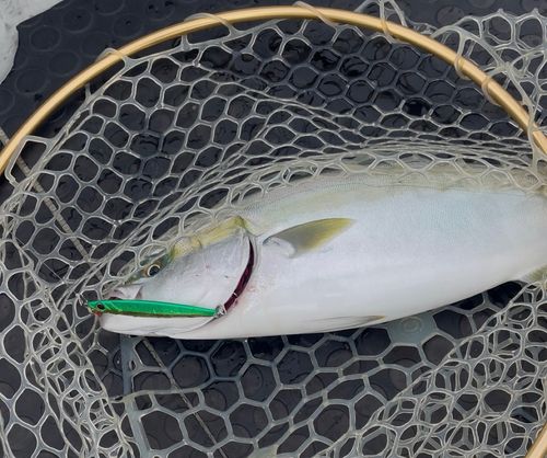 ツバスの釣果