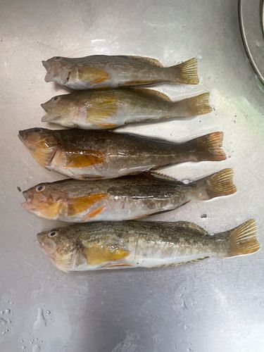 アイナメの釣果