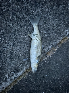 ボラの釣果