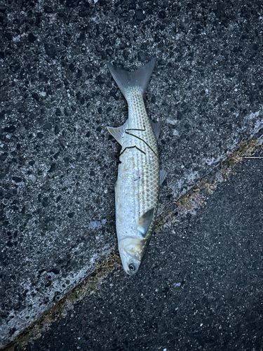 ボラの釣果