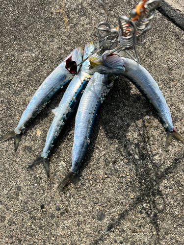 イワシの釣果